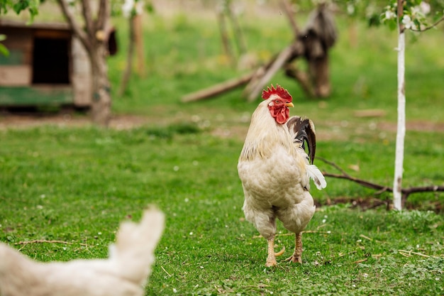 Lindo galo andando na grama em uma vila ou fazenda