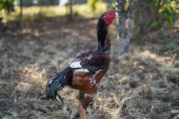 lindo galo grande no quintal da fazenda