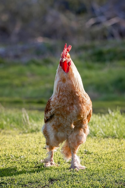 Lindo Galo parado na grama em fundo verde de natureza turvagalo indo para crowx9