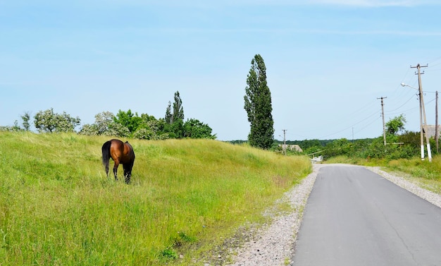 Lindo garanhão de cavalo marrom selvagem no prado de flores de verão
