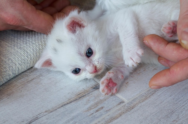 Lindo gatinho angorka turco branco