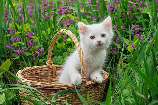 Lindo gatinho branco no fundo de uma cesta e papel de parede da imagem da capa do cartão postal