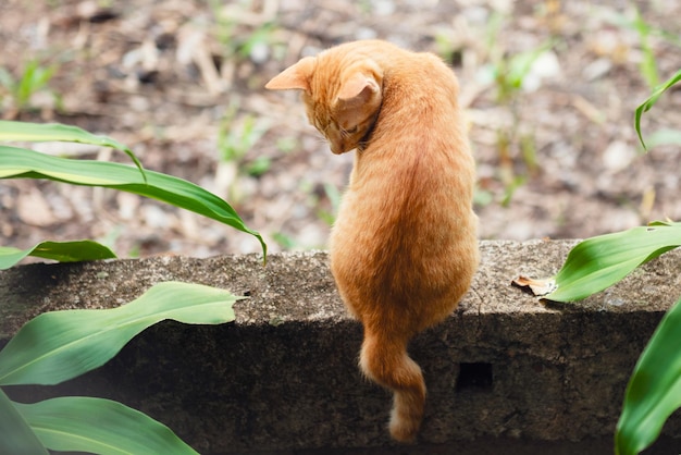 Lindo gatinho brincalhão em concreat