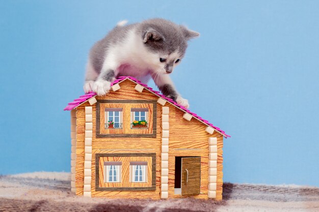 Lindo gatinho brincando com uma casa de brinquedo.