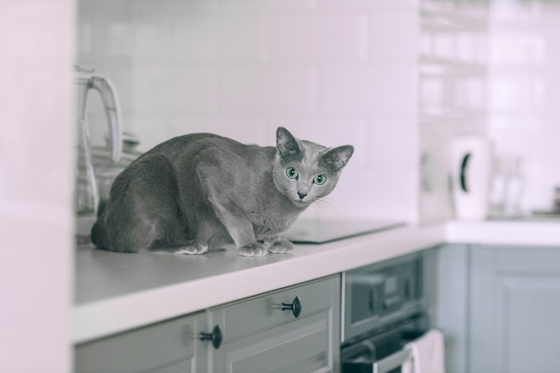 Lindo gatinho brincando na cozinha Gato azul russo engraçado