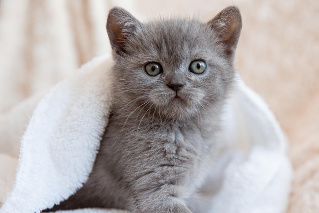 Lindo gatinho britânico azul-acinzentado embrulhado em um cobertor branco Conceito de animais de estimação adoráveis