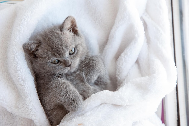 Lindo gatinho britânico azul-acinzentado embrulhado em um cobertor branco Conceito de animais de estimação adoráveis