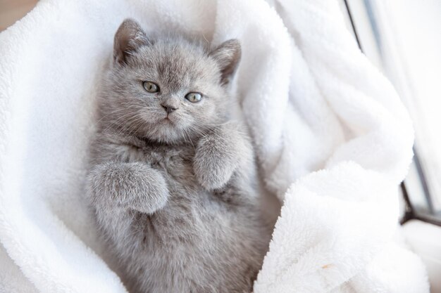 Lindo gatinho britânico azul-acinzentado embrulhado em um cobertor branco Conceito de animais de estimação adoráveis