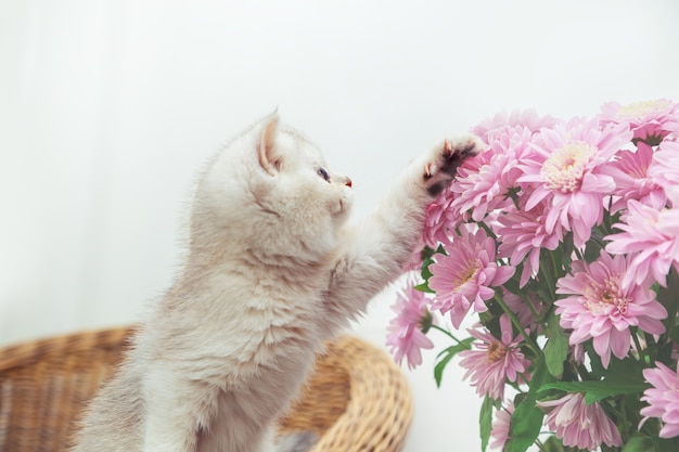 Lindo gatinho britânico branco com um buquê de crisântemos. Mesa de luz, copie o espaço.