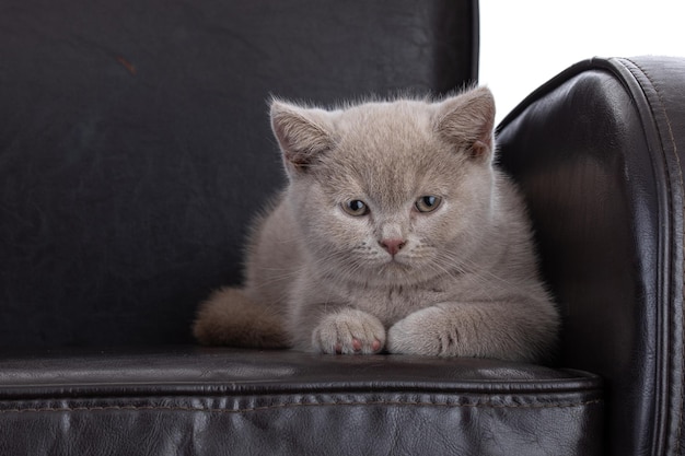 Lindo gatinho britânico em uma poltrona marrom