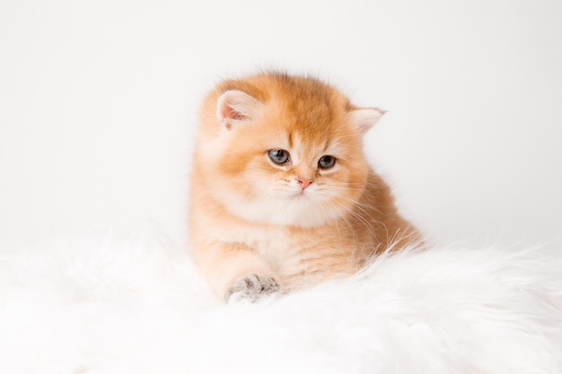 Lindo gatinho chorando dormindo em um cobertor branco peludo