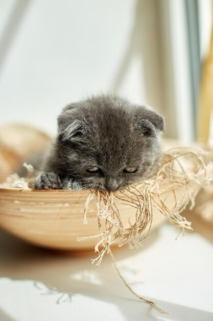 Lindo gatinho cinza britânico escocês na cesta em casa gato engraçado