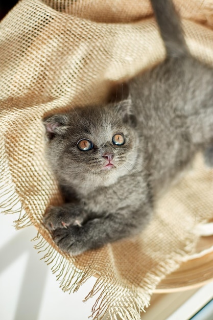 Lindo gatinho cinza britânico escocês na cesta em casa gato engraçado