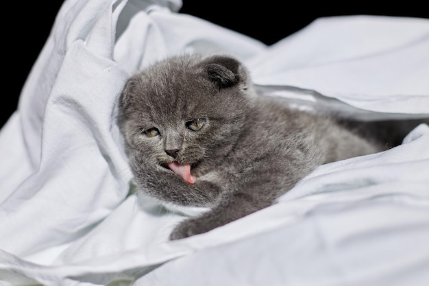 Lindo gatinho cinza britânico na cama lambe sua pata em casa gato engraçado