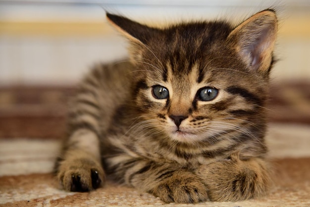 Lindo gatinho cinza com olhos azuis relaxantes closeup