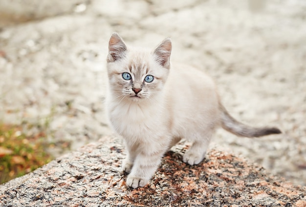 Lindo gatinho cinza de olhos azuis. Animal. Abrigo de animais. Gato abandonado. Gatinho triste perdido na rua depois da chuva. Conceito de proteção de animais sem-teto.