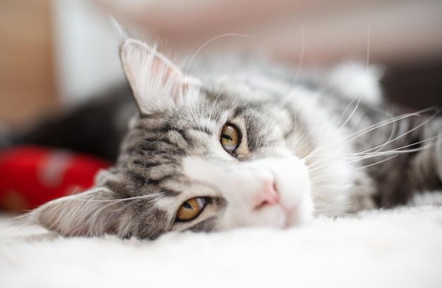 Lindo gatinho cinza Maine Coon está deitado no chão e olha para a câmera Um animal de estimação Grandes gatos domésticos Retrato de perto