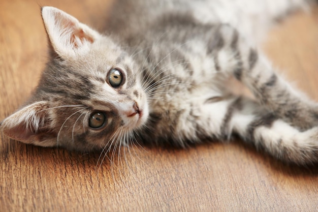 Lindo gatinho cinza no chão em casa