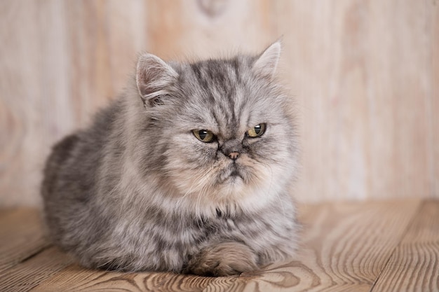 Lindo gatinho cinza persa