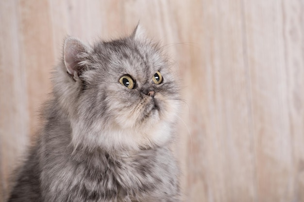 Lindo gatinho cinza persa