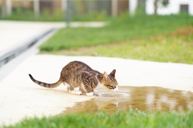 Lindo gatinho cinza sem teto bebendo da poça de água ao ar livre no verãoCopyspace