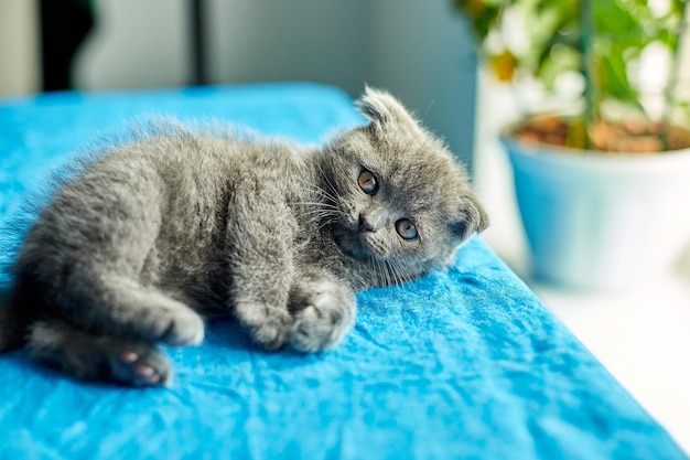 Lindo gatinho cinzento britânico brincalhão em casa gato engraçado amo animais de estimação