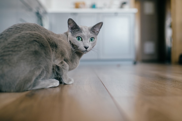 Lindo gatinho cinzento com olhos azuis