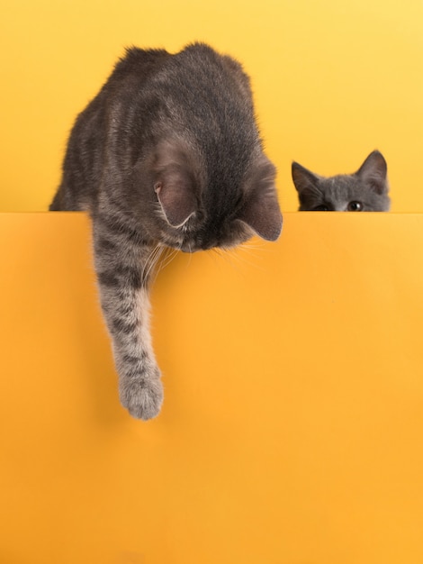 Lindo gatinho cinzento e gatinho, em um amarelo, olha e brinca. Buisiness, copyspace.