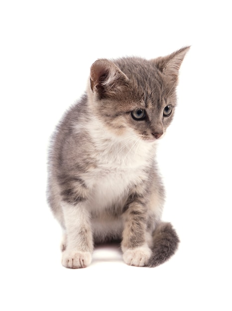 Lindo gatinho cinzento pequeno isolado no fundo branco