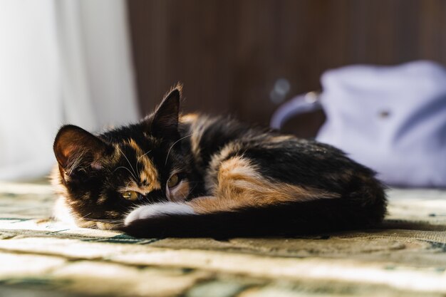 Lindo gatinho de cabelo curto deitado na cama em casa. Foto.