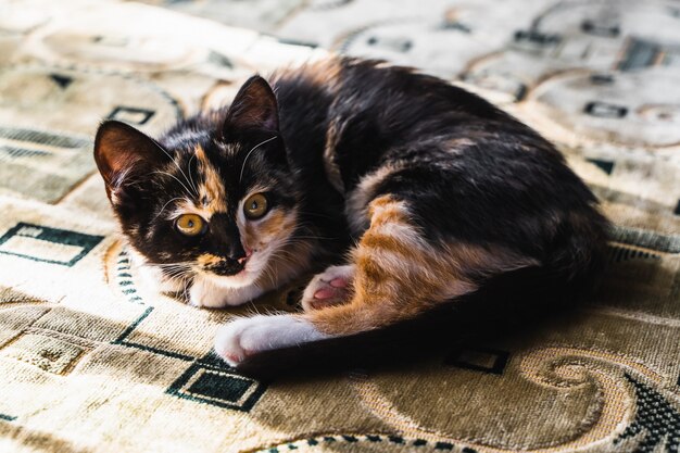 Lindo gatinho de cabelo curto deitado na cama em casa. Foto.