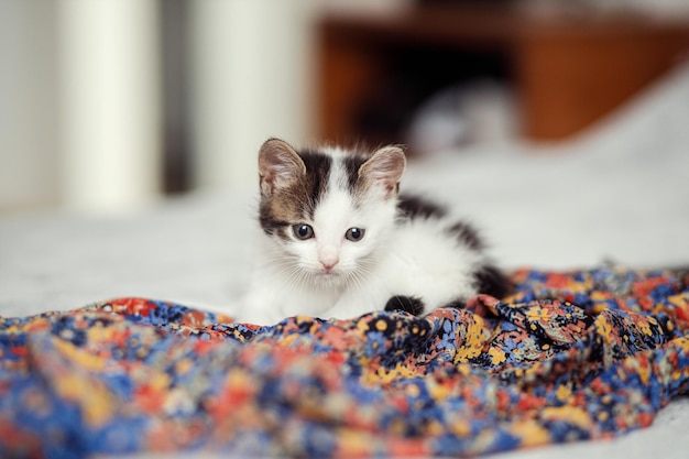 Foto lindo gatinho deitado no vestido floral colorido na cama adorável gatinho brincalhão relaxando no quarto