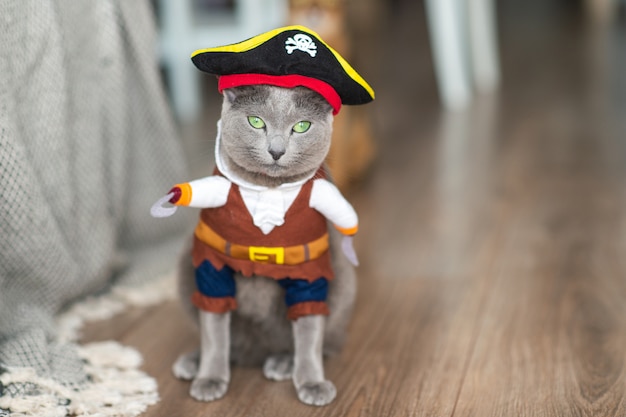 Foto lindo gatinho em traje de pirata