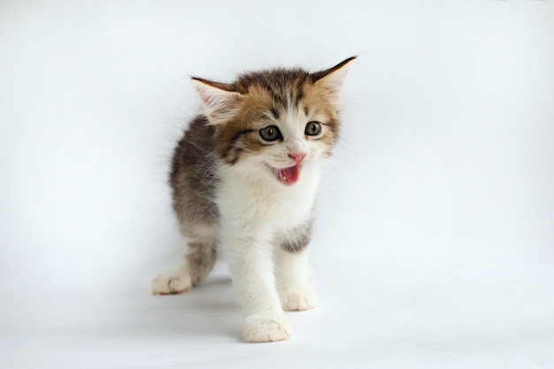 Lindo gatinho em um fundo branco