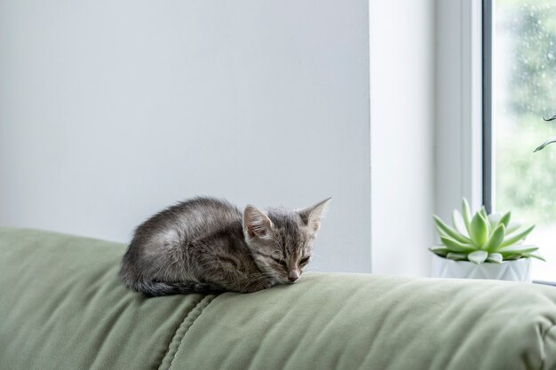 Lindo gatinho encontra-se em um sofá verde. Gato dormindo em casa em uma luz turva.