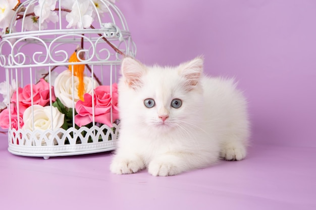Lindo gatinho engraçado com uma flor em um fundo roxo