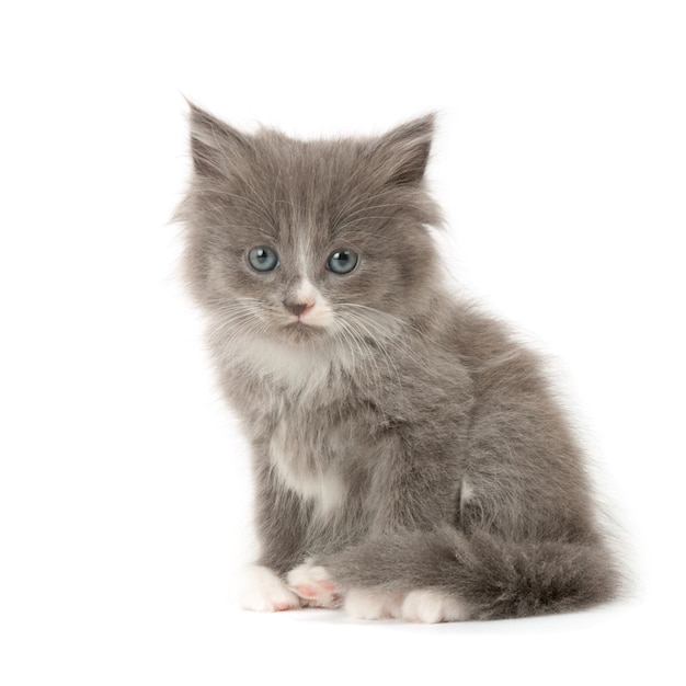 Lindo gatinho fofo cinza e branco isolado no fundo branco