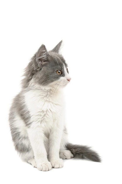 Lindo gatinho fofo cinza e branco sentado isolado no fundo branco