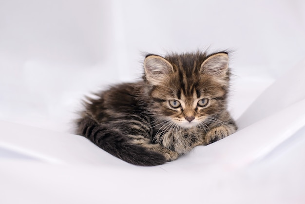 Lindo gatinho fofo e fofo deitado sobre um pano branco