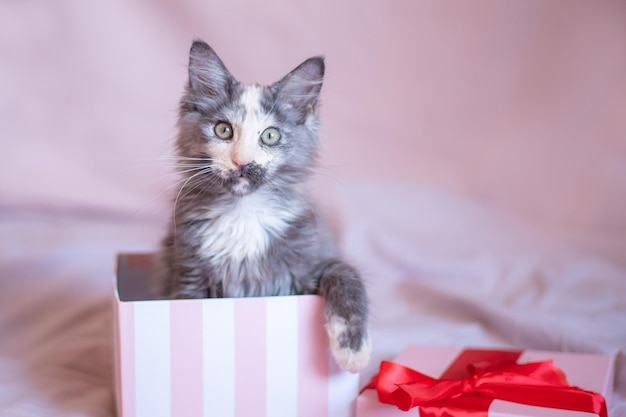 Lindo gatinho fofo Maine Coon senta-se em uma caixa de presente com uma fita vermelha