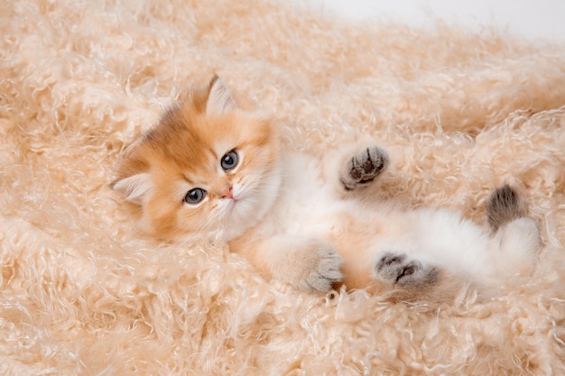 Lindo gatinho fofo vermelho está deitado sobre um cobertor de pele bege