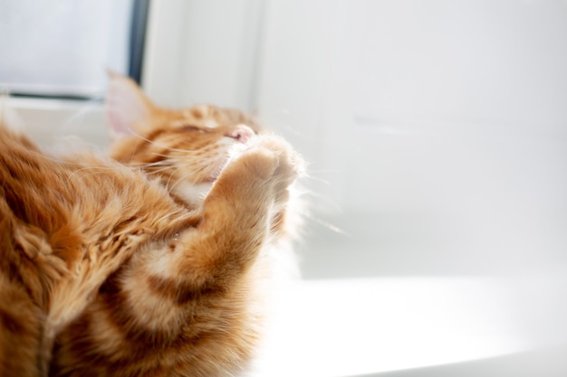 Lindo gatinho gengibre maine coon lambendo a pata. Espaço para texto