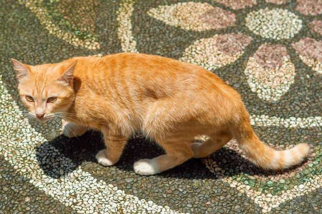 lindo gatinho laranja sorrateiro procurando comida photo premium