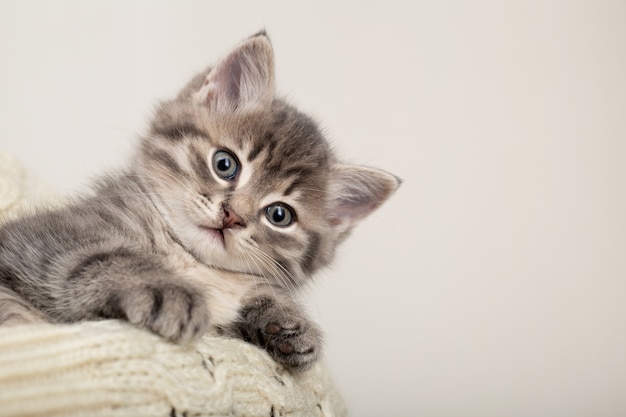 Foto lindo gatinho listrado. gatinho listrado cinza brincando na manta de algodão bege. gatinho fofinho listrado