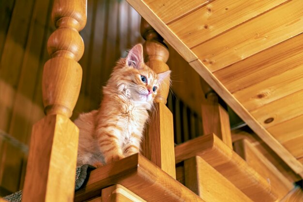 Lindo gatinho listrado vermelho senta-se em uma escada de madeira e olha para a câmera