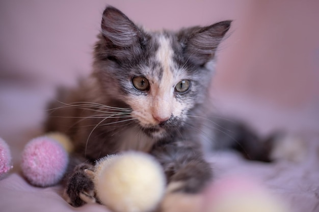 Lindo gatinho Maine Coon brinca com bolas fofas