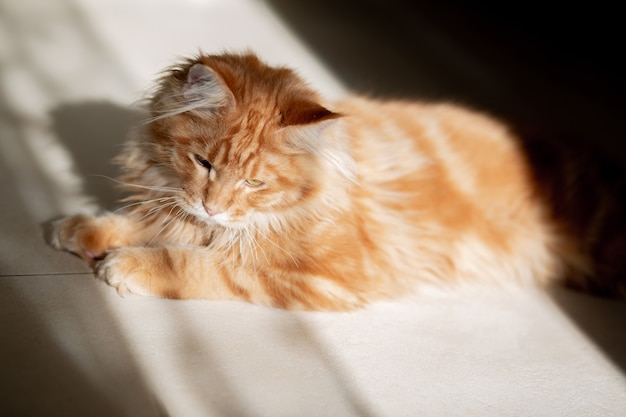 Lindo gatinho Maine Coon malhado se aquecendo ao sol