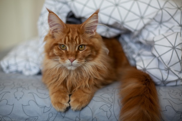 Lindo gatinho malhado maine coon vermelho sentado na cama