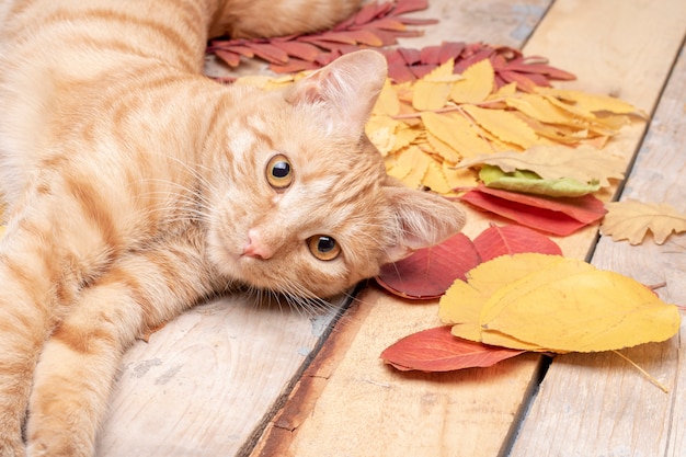 Lindo gatinho nas folhas de outono