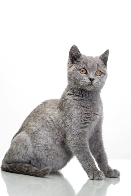 Lindo gatinho pequeno isolado no fundo branco